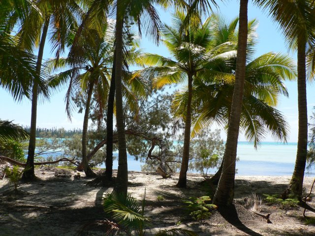 88- Sous les cocotiers 